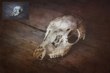 Load image into Gallery viewer, 10 Fine Art TEXTURES - WARM Set 4
