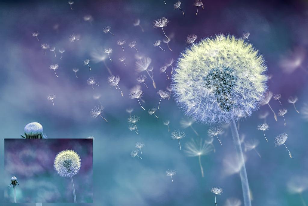 DANDELION WISHES Digital Overlays