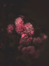 Load image into Gallery viewer, MODERN VINTAGE FILM Photoshop Actions
