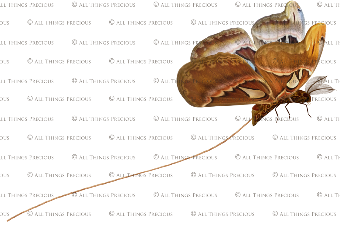 Png overlays for photography, Digital scrapbooking. PNG Butterfly Overlays, butterfly clipart, high resolution overlay, fine art photo overlay by ATP textures.