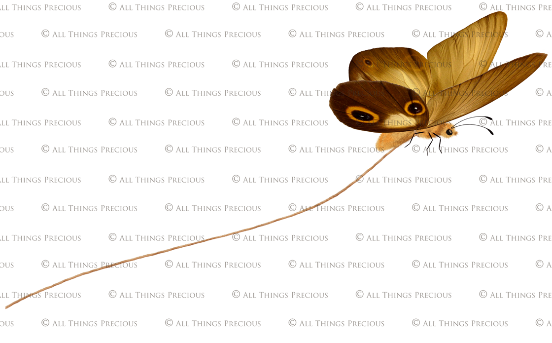 Png overlays for photography, Digital scrapbooking. PNG Butterfly Overlays, butterfly clipart, high resolution overlay, fine art photo overlay by ATP textures.