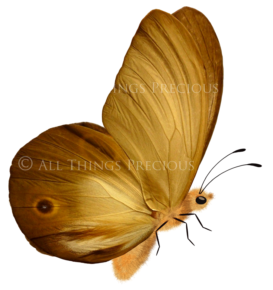 Fairy Wing & Butterfly Overlays For Photographers, Photoshop, Digital art and Creatives. Butterfly fairy wings, Png overlays for photoshop. Photography editing. High resolution, 300dpi. Overlay for photography. Digital stock and resources. Graphic design. Wings for Photos. Colourful Faerie Wings. Butterflies. Overlays for Edits.