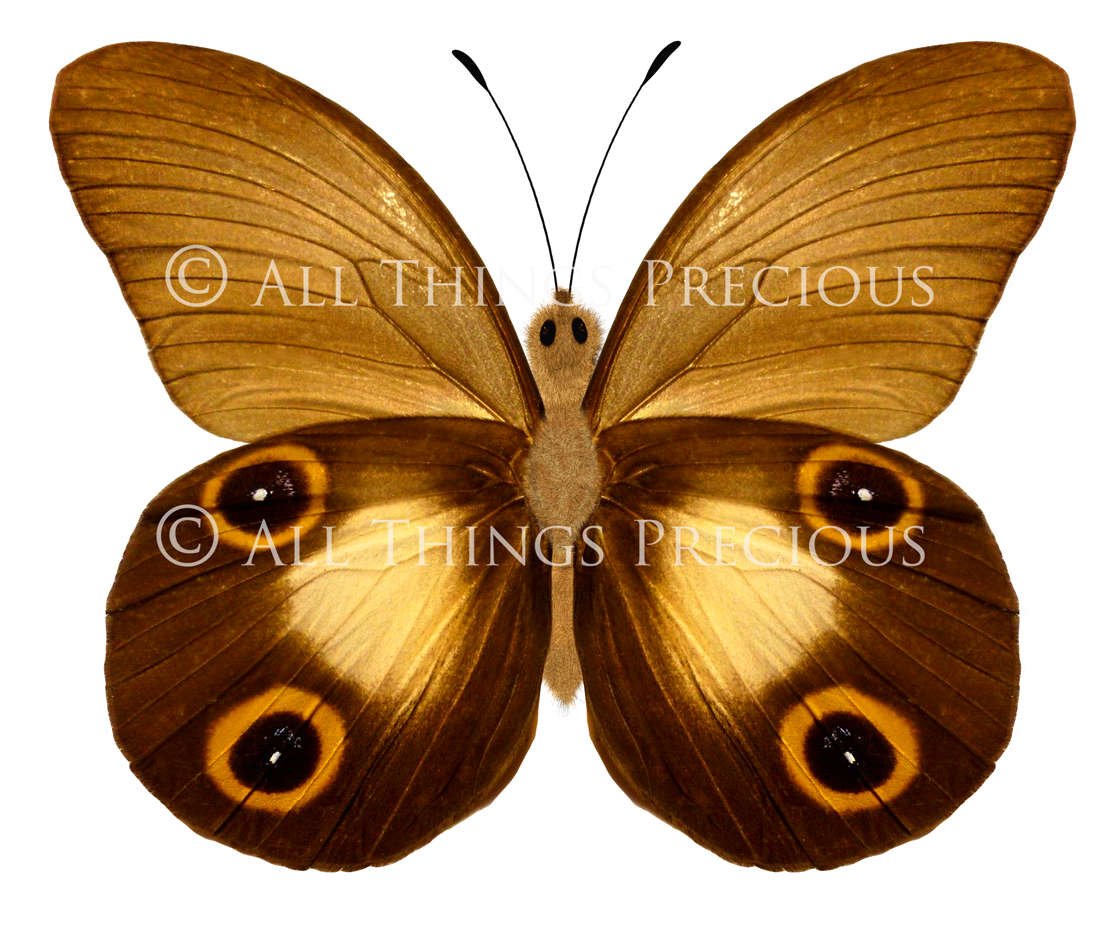 Fairy Wing & Butterfly Overlays For Photographers, Photoshop, Digital art and Creatives. Butterfly fairy wings, Png overlays for photoshop. Photography editing. High resolution, 300dpi. Overlay for photography. Digital stock and resources. Graphic design. Wings for Photos. Colourful Faerie Wings. Butterflies. Overlays for Edits.