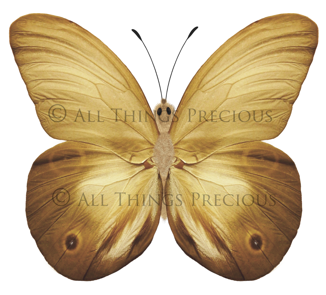 Fairy Wing & Butterfly Overlays For Photographers, Photoshop, Digital art and Creatives. Butterfly fairy wings, Png overlays for photoshop. Photography editing. High resolution, 300dpi. Overlay for photography. Digital stock and resources. Graphic design. Wings for Photos. Colourful Faerie Wings. Butterflies. Overlays for Edits.